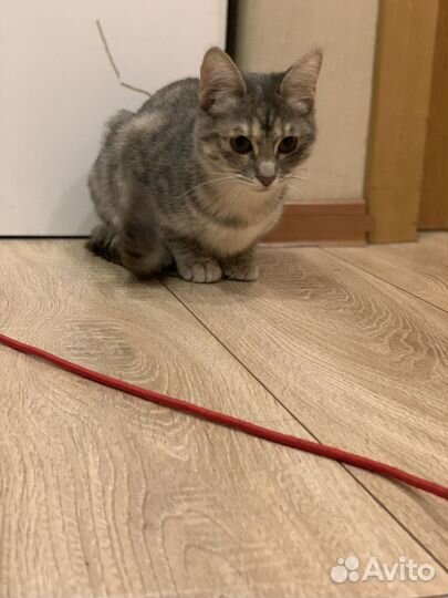 Отдам котенка в добрые руки бесплатно