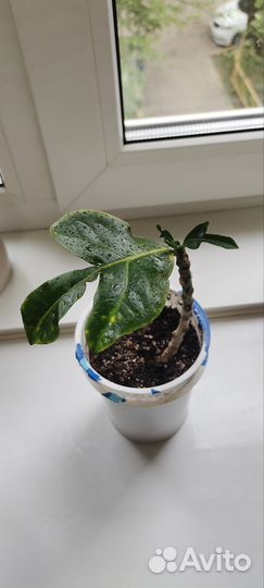 Кротон (кодиеум) сорт экселент