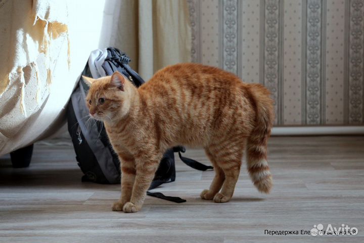 Ищем дом для котика