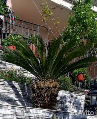 Саговая пальма