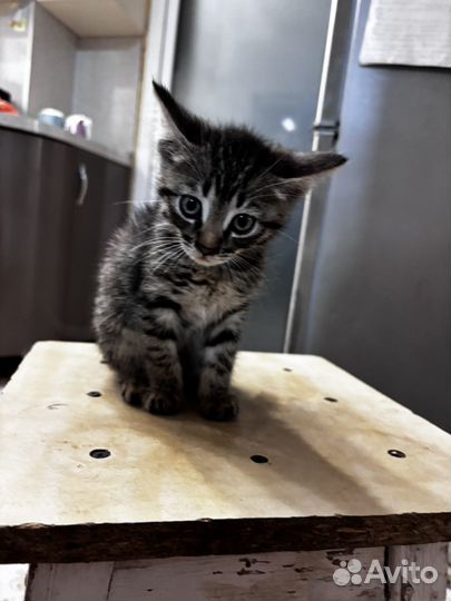 Котёнок мальчик