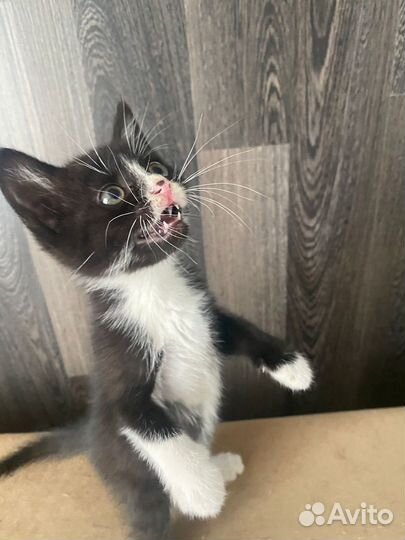 Котенок в добрые руки