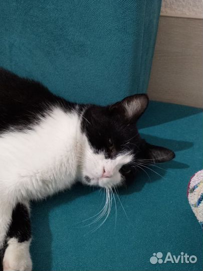 Котик в добрые руки