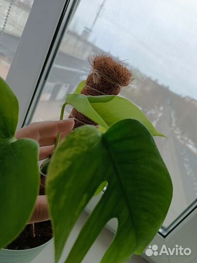 Монстера ауреа