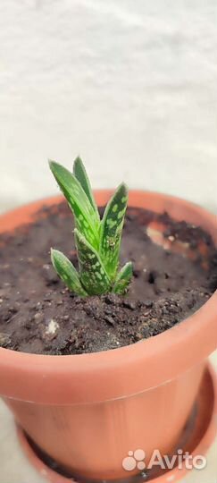 Алоэ тигровое