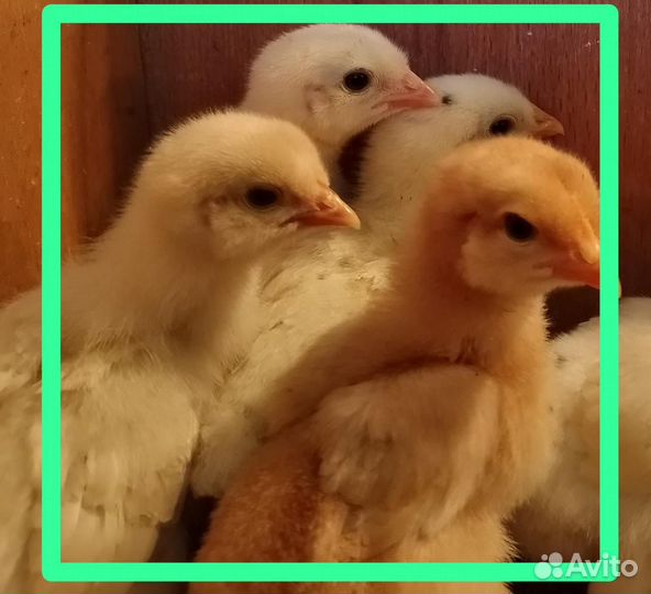 Цыпленок 1 месяц