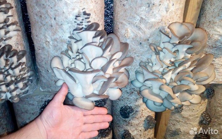 Гpибницa вeш