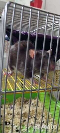 Крыса девочка 7 месяцев с клеткой