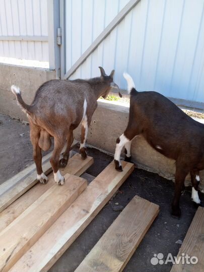 Козы, козлята