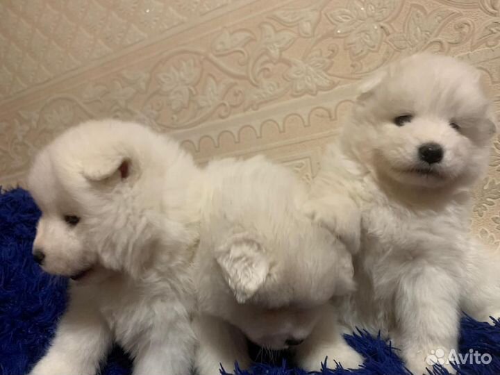 Собаки щенки самоеда