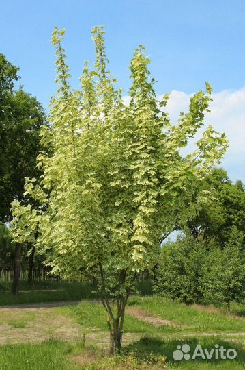 Саженцы Клен остролистный из питомника