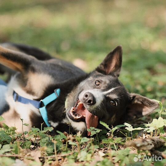 Собака в добрые руки