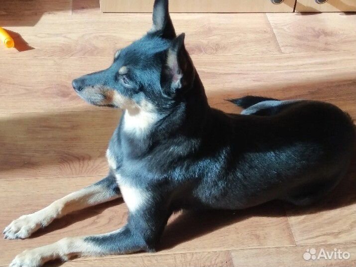 Отдам в добрые руки