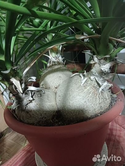 Бокарнея нолина