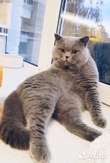 Британский котик в добрые руки