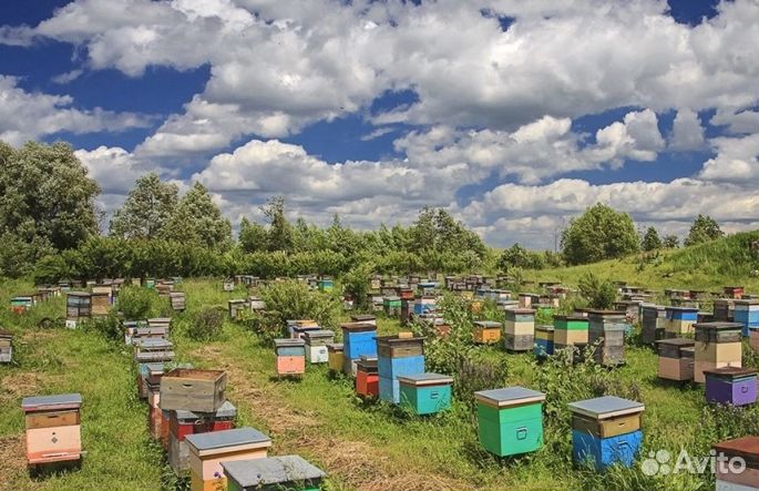 2023 года Мед Алтайский оптом