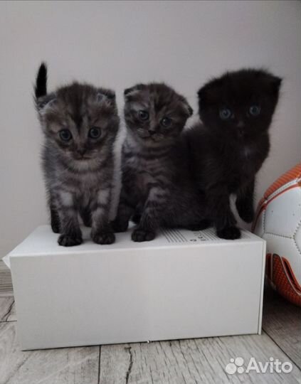 Котята