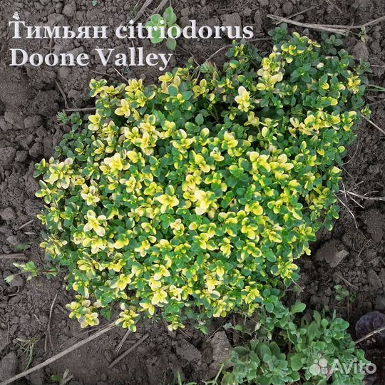 Почвопокровники