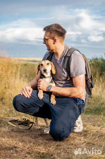 Бигль в добрые руки метис