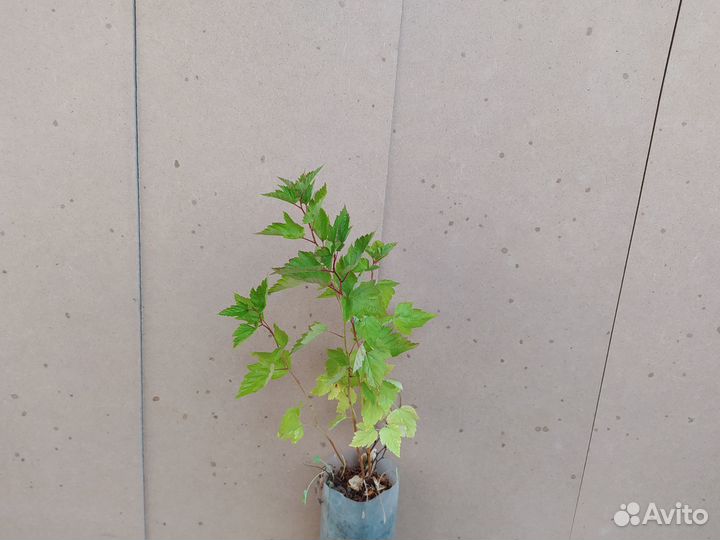 Пузыреплодник Калинолистный. Саженцы зкс