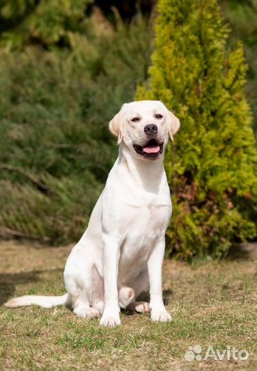 Лабрадор ретривер
