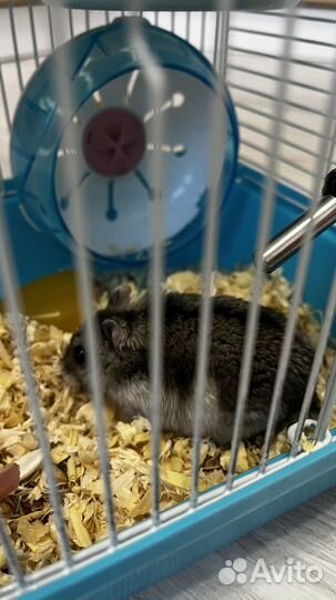 Джунгарский хомяк с клеткой