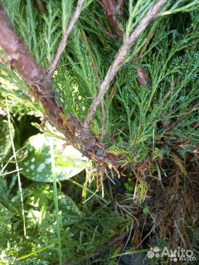 Можжевельник