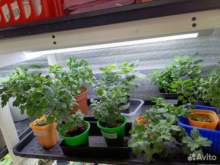 Хризантемы мультифлора