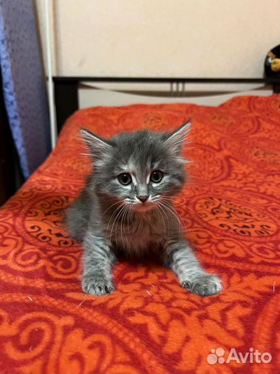 Кошка, кот