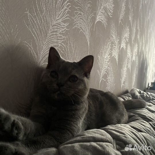 Шатланские котята