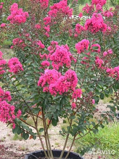 Лагерстремии, индийская сирень