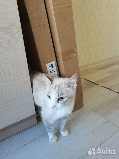 Найдена кошка