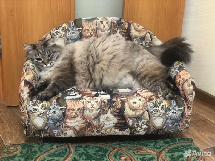 Диван - лежанка для кошек и мелких собак