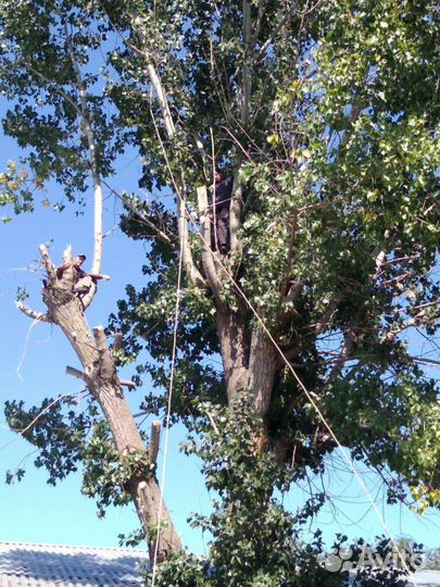 Спил деревьев, вывоз