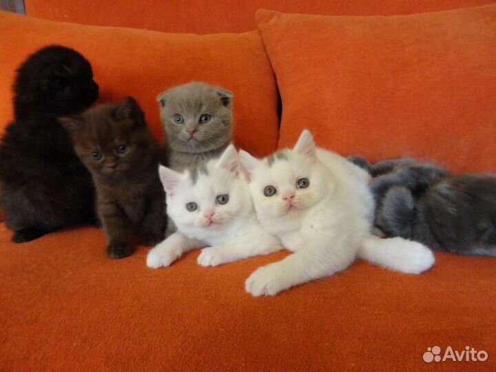 Толстощекая Крупная Порода Медвежьего Типа