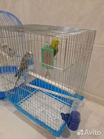 Волнистый попугай