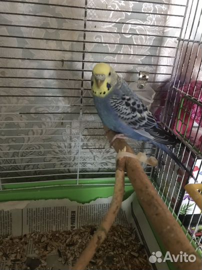 Волнистый попугай