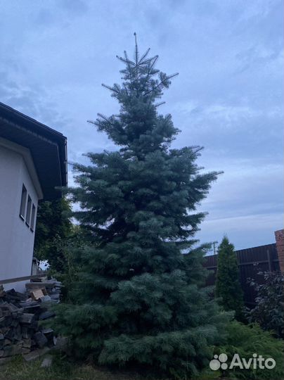 Пихта одноцветная