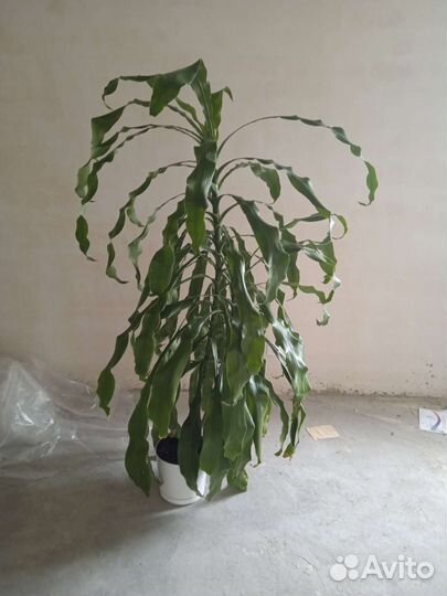 Пальма драцена душистая