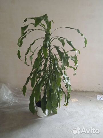 Пальма драцена душистая