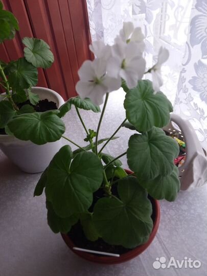 Пеларгония герань красная и белая