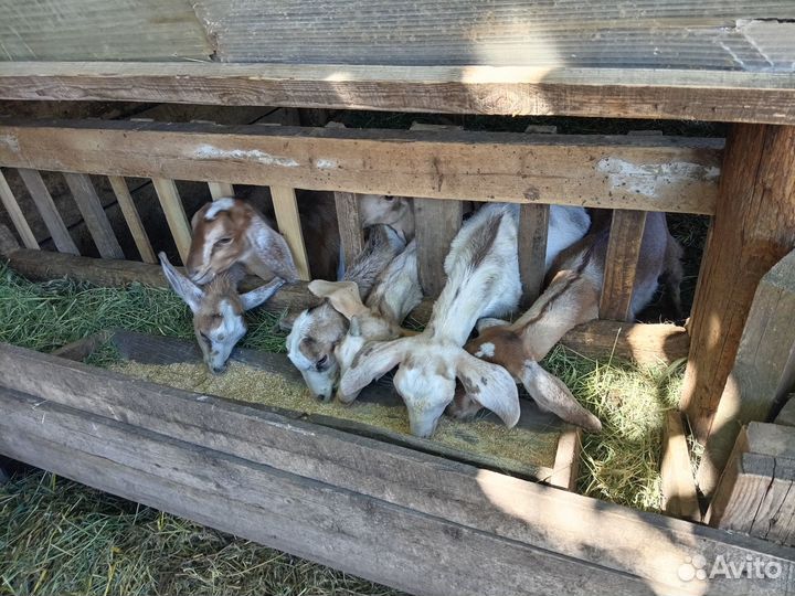 Нубийские козлята