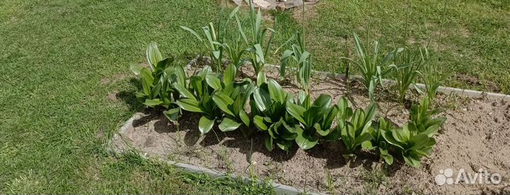 Цветы для дачи и сада