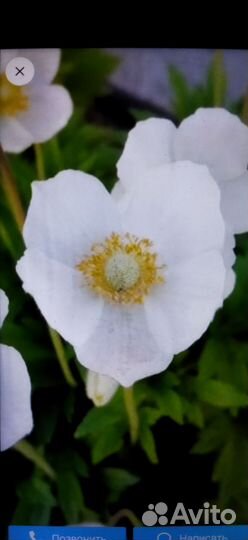 Многолетние садовые цветы