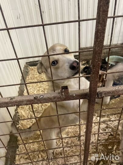 Передержка животных