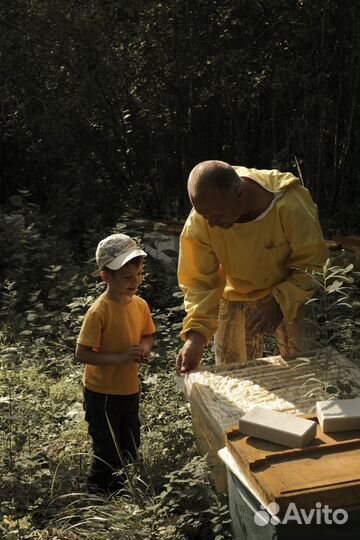 Пчелы. Пчелосемьи