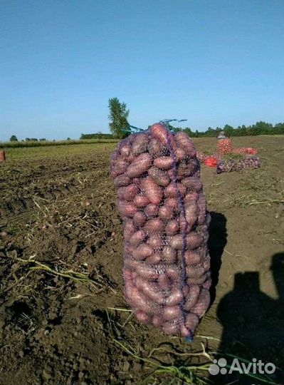 Свежий Картофель с доставкой