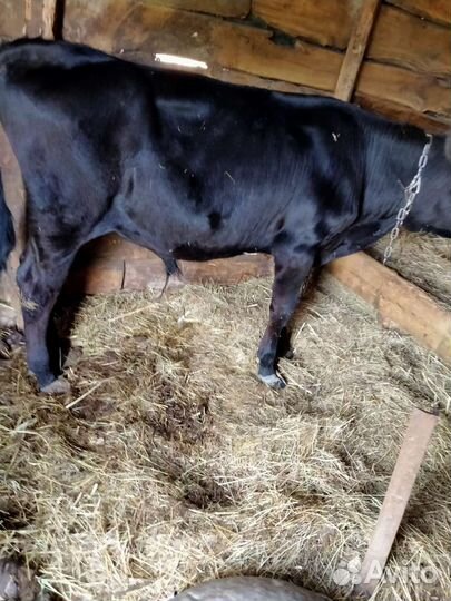 Бычок и телочка