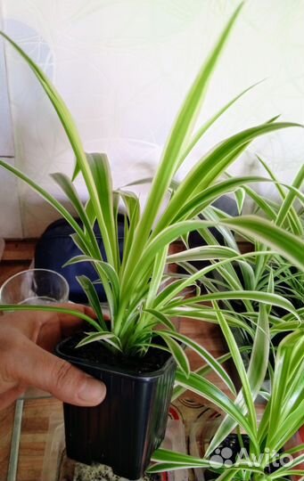 Хлорофитум