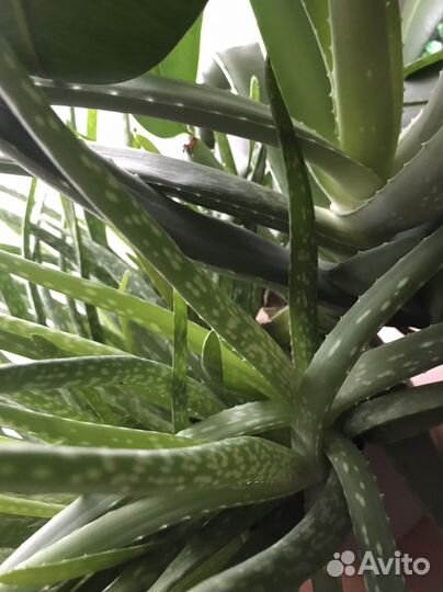 Алоэ вера розетки с корнями